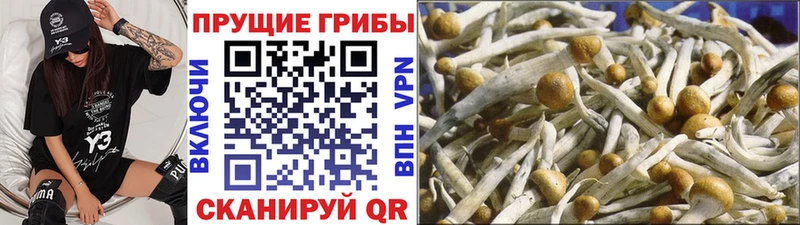 как найти закладки  Балашов  Псилоцибиновые грибы ЛСД 